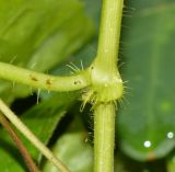 Passiflora foetida. Часть стебля с основанием листа. Таиланд, о-в Пхукет, курорт Ката, пустырь на обочине грунтовой дороги. 09.01.2017.