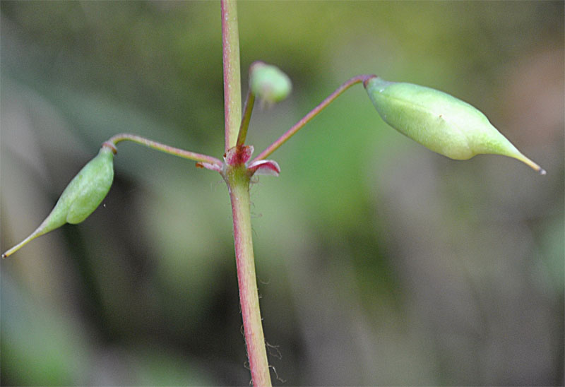 Image of Epimedium colchicum specimen.