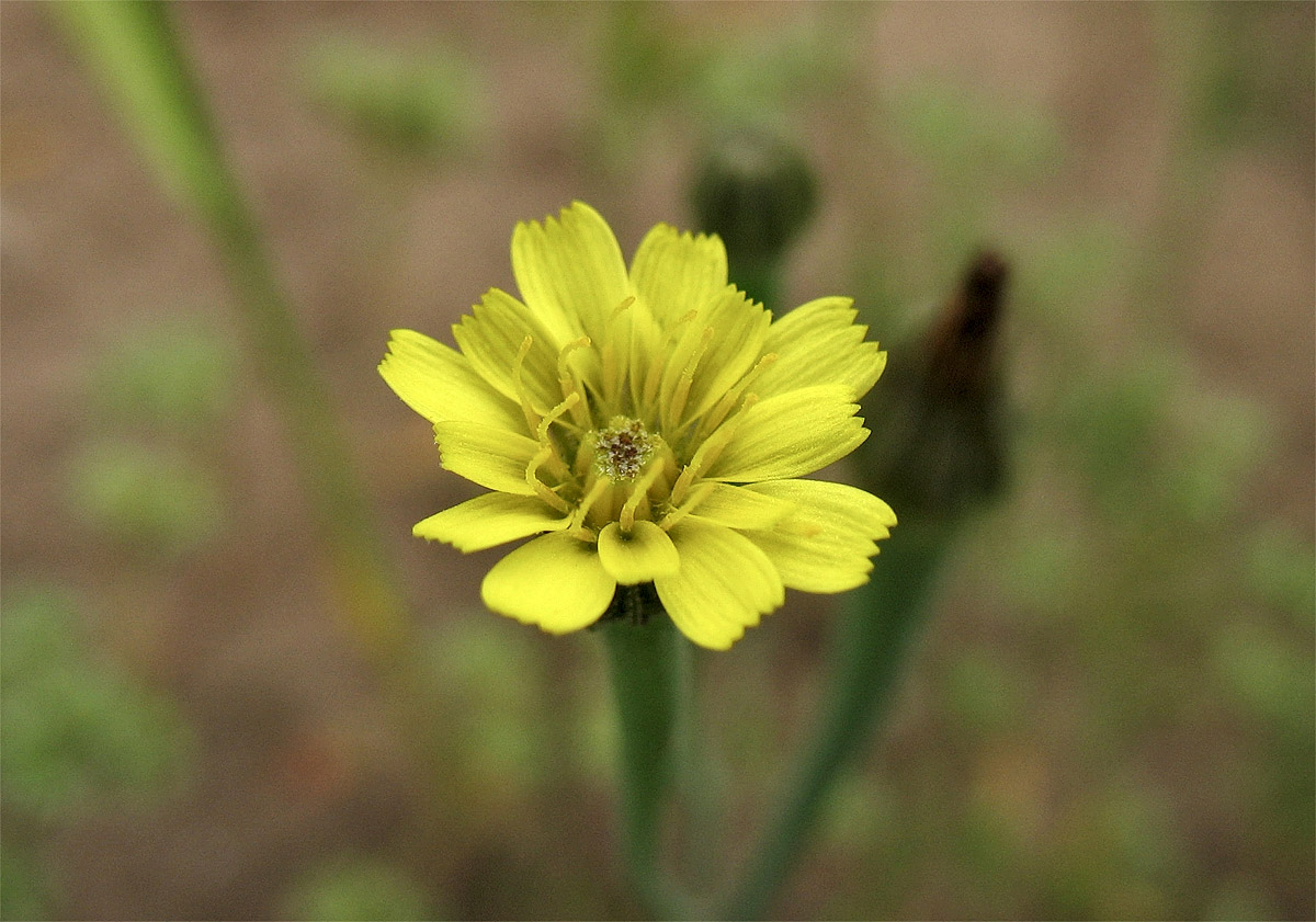 Image of Arnoseris minima specimen.