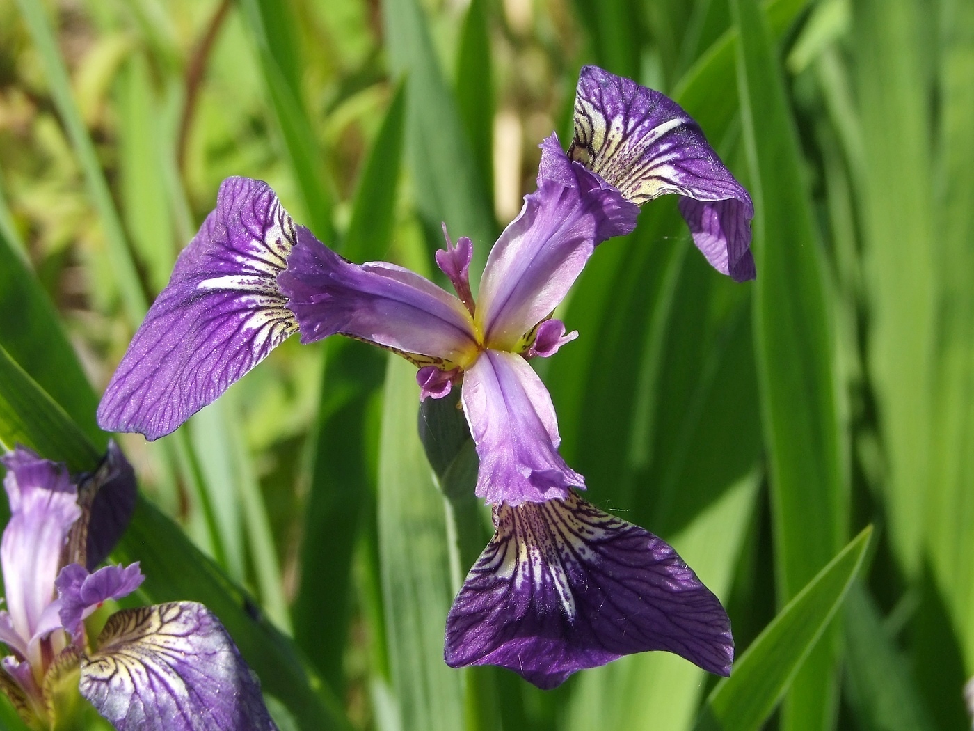 Image of Iris setosa specimen.