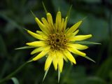 Tragopogon dubius