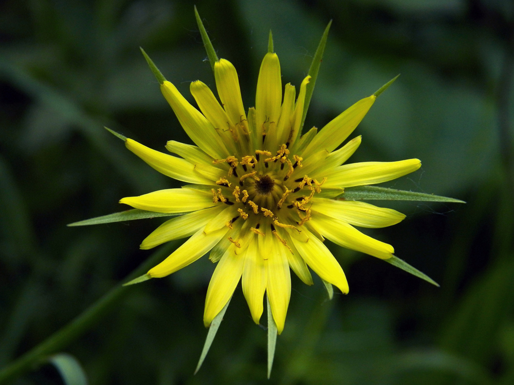 Изображение особи Tragopogon dubius.