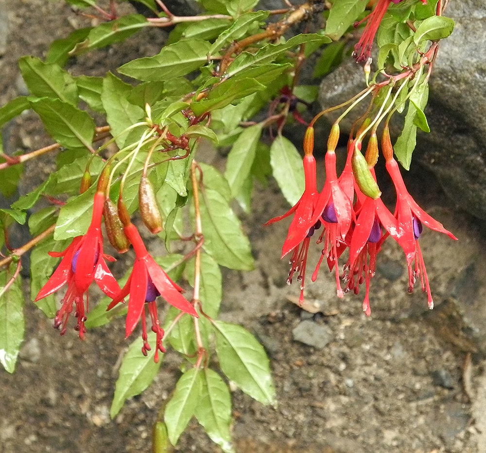 Image of Fuchsia magellanica specimen.