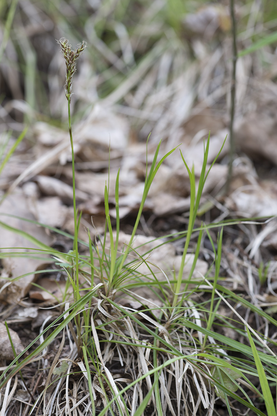 Изображение особи Carex rhizina.