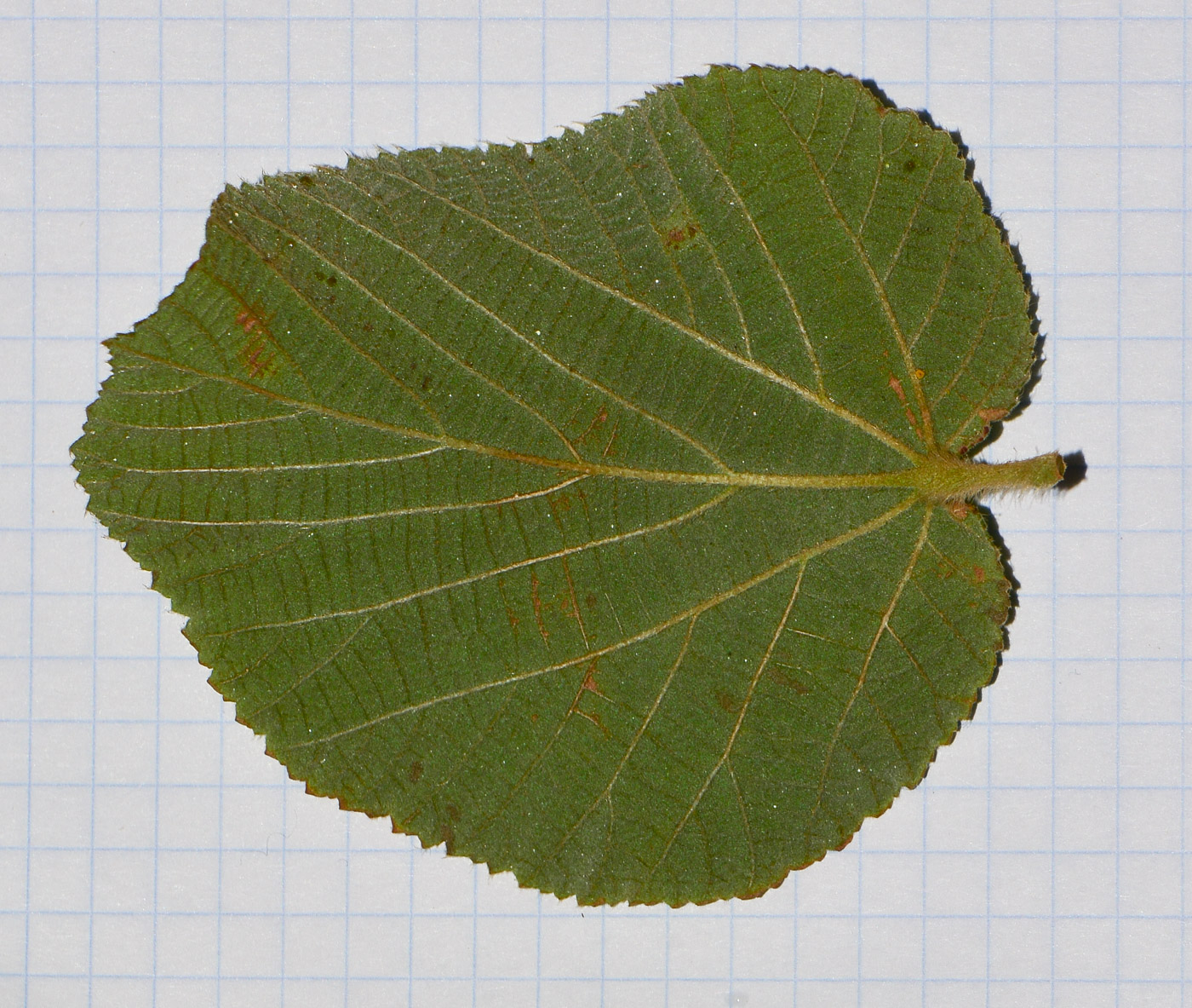 Image of Grewia villosa specimen.