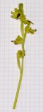 Ophrys lutea ssp. galilaea