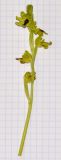 Ophrys подвид galilaea