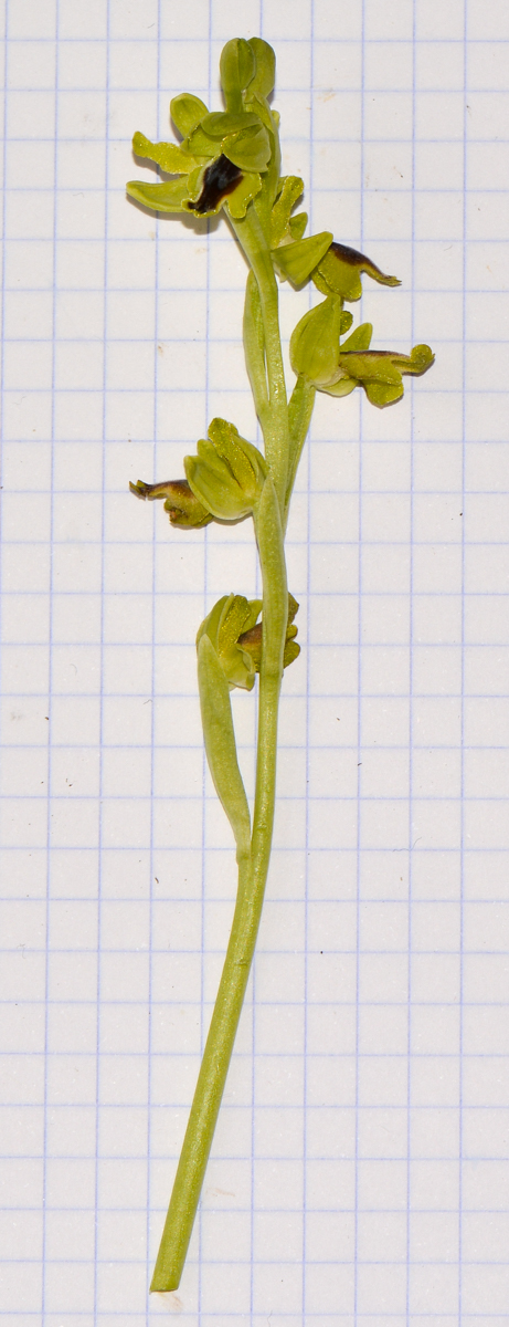 Image of Ophrys lutea ssp. galilaea specimen.