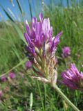 Astragalus circassicus