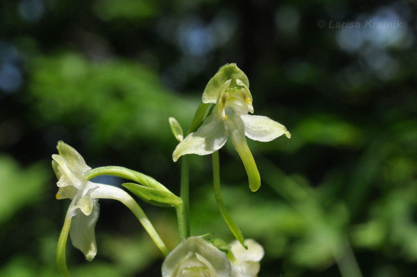 Изображение особи Platanthera densa.