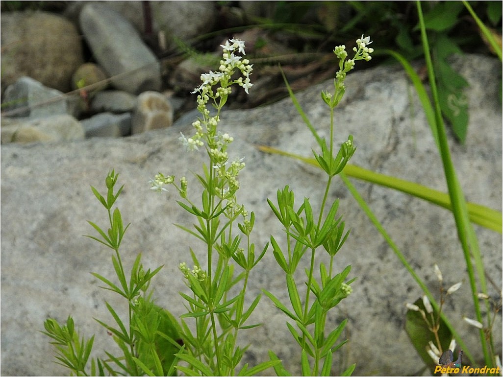 Изображение особи род Galium.