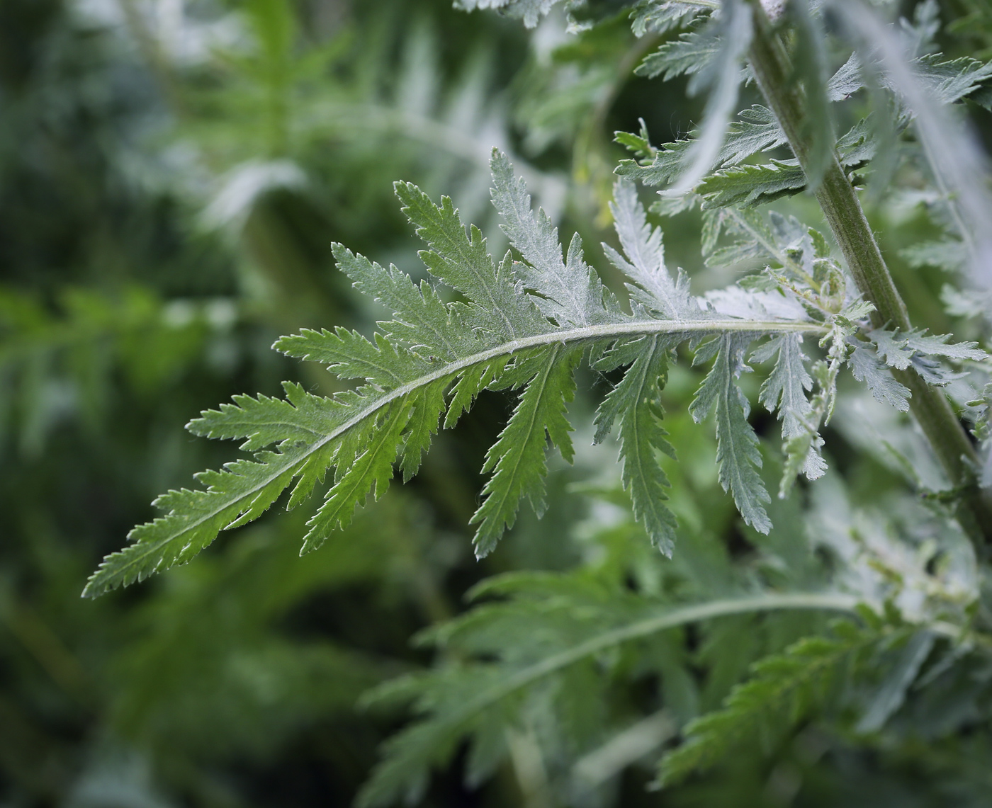 Изображение особи Achillea filipendulina.