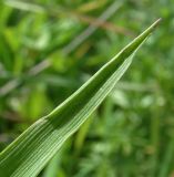 Alopecurus myosuroides