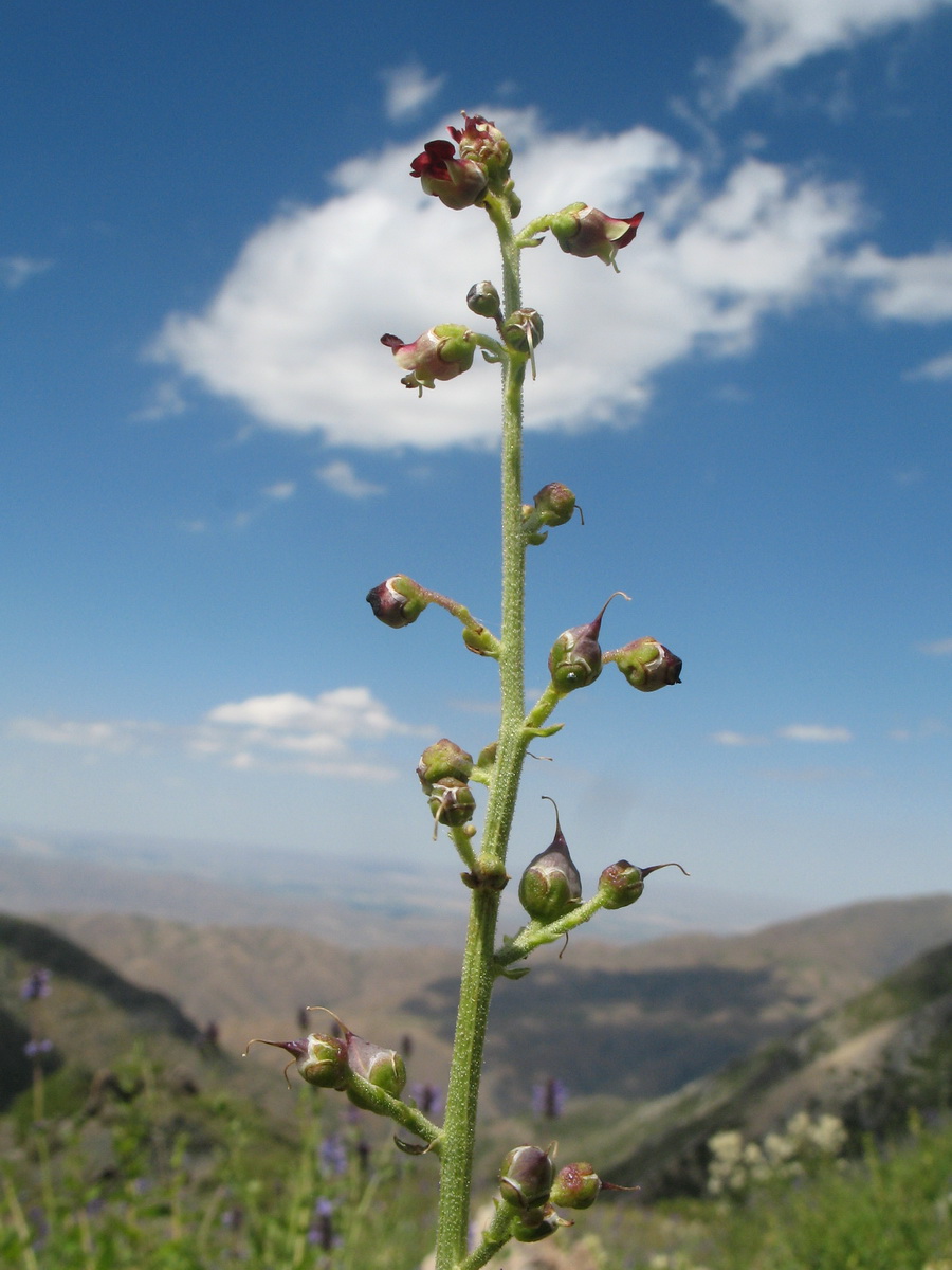 Image of Scrophularia integrifolia specimen.