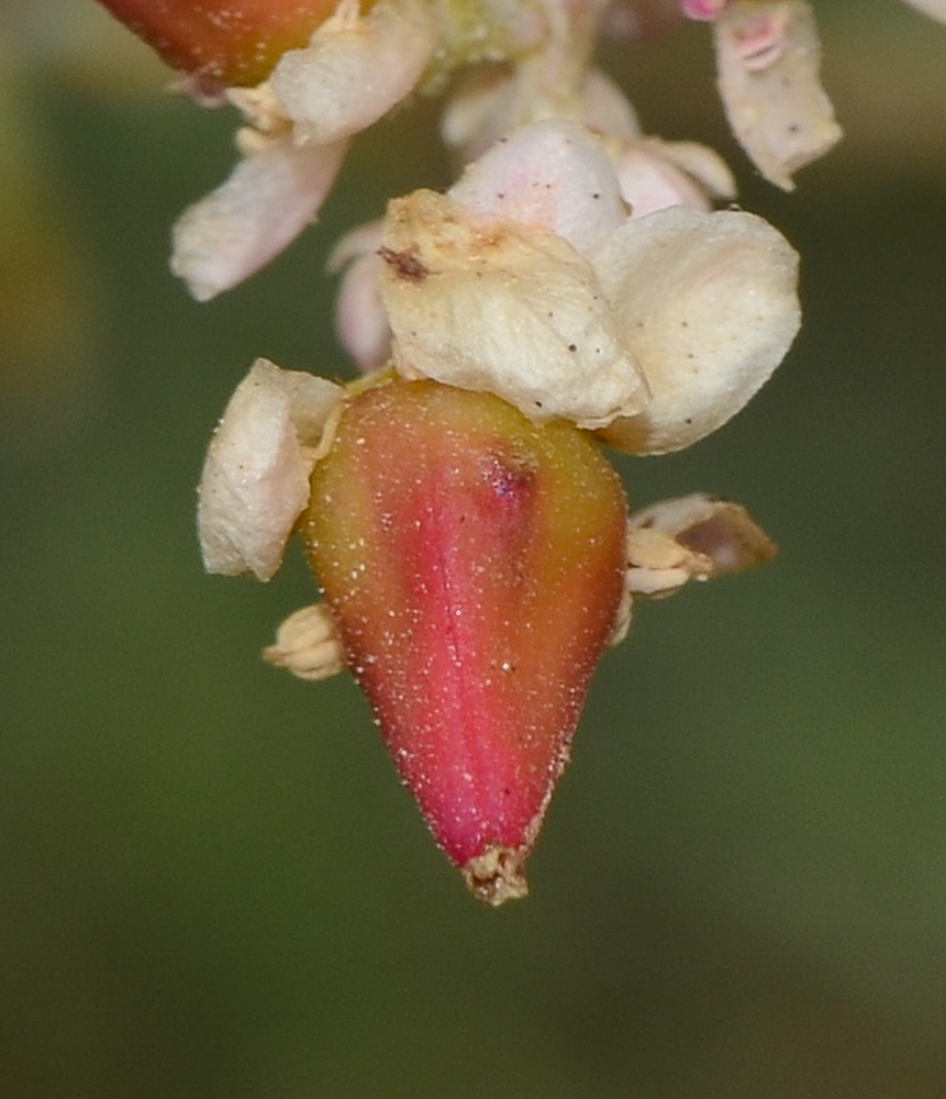 Image of Tamarix passerinoides specimen.