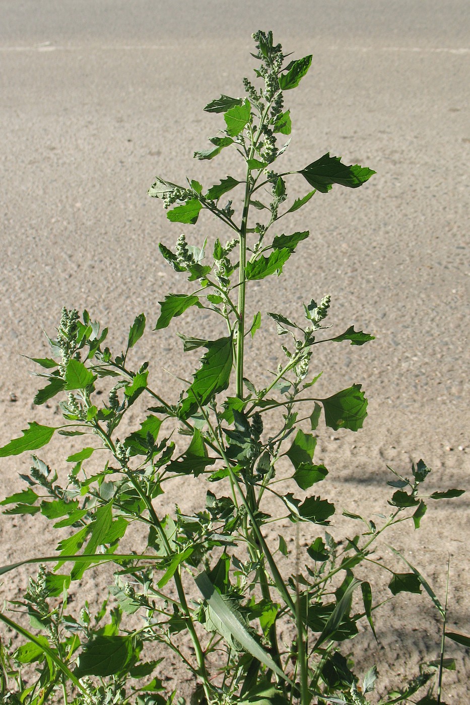 Image of Chenopodium album specimen.