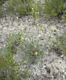 Anthemis trotzkiana