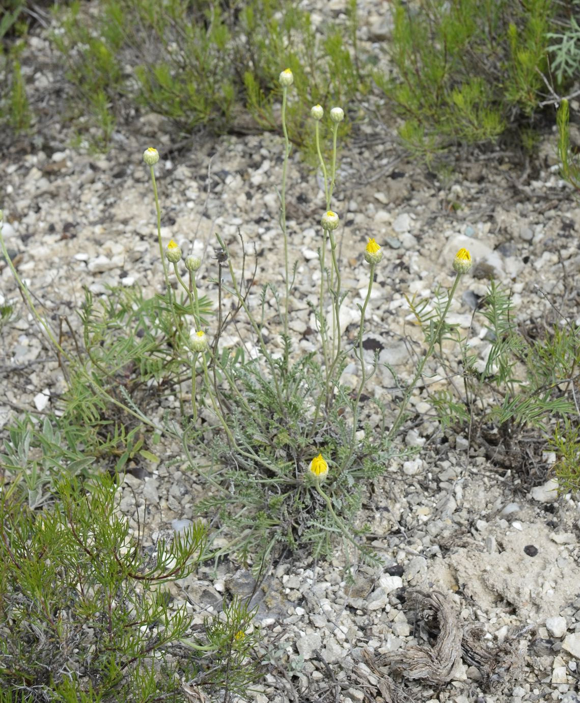 Изображение особи Anthemis trotzkiana.