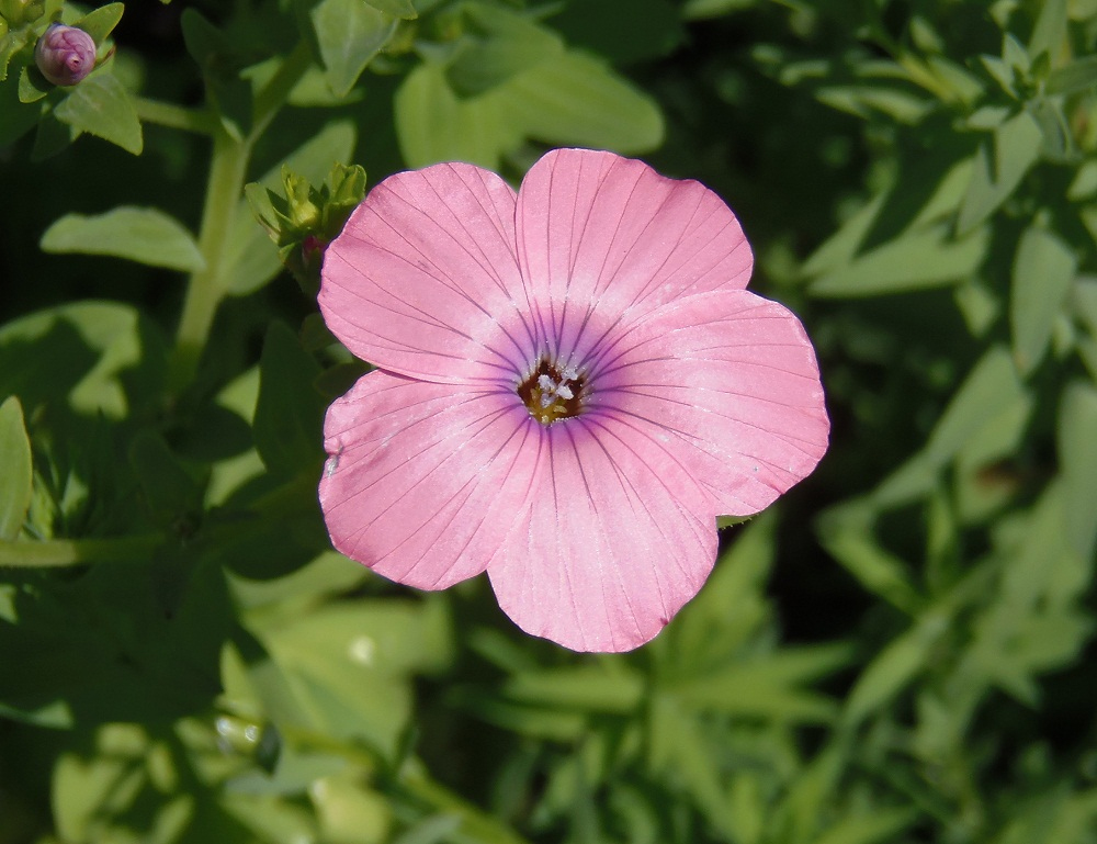 Изображение особи Linum pubescens.