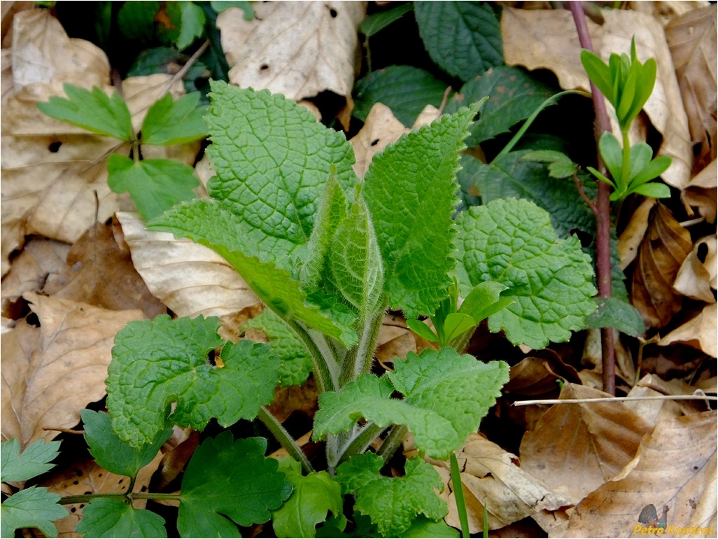 Изображение особи Stachys sylvatica.