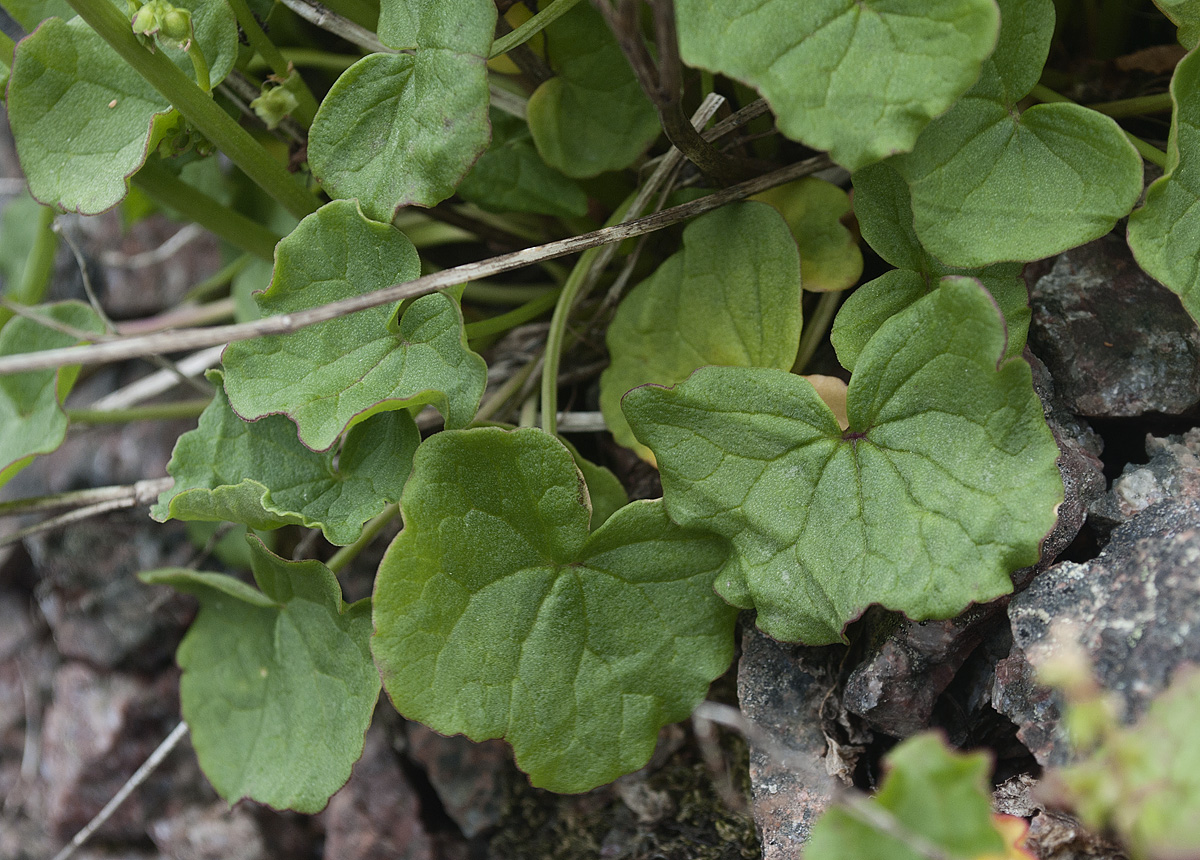 Image of Oxyria digyna specimen.