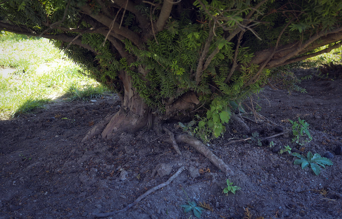 Image of Taxus baccata specimen.