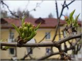 Pyrus ussuriensis