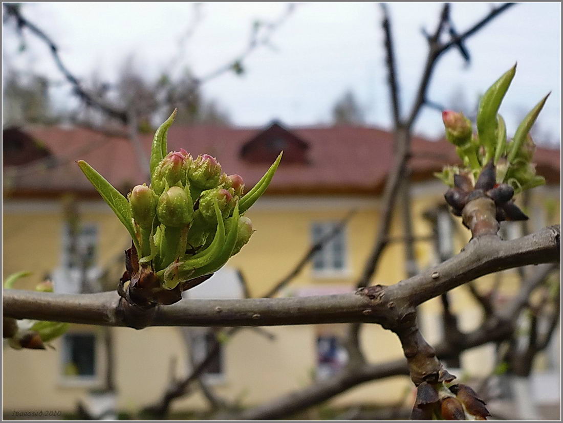 Изображение особи Pyrus ussuriensis.