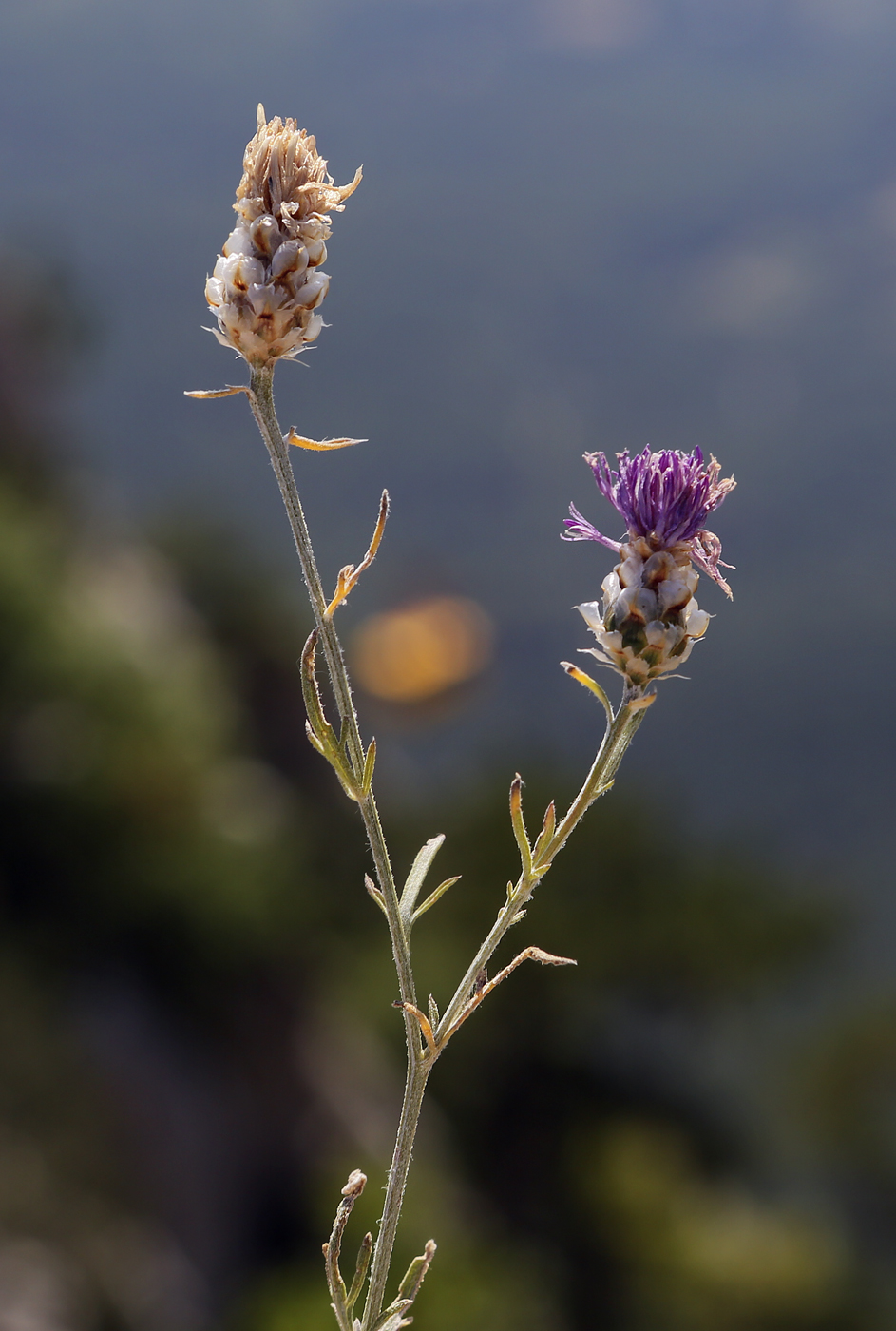 Изображение особи Centaurea vankovii.