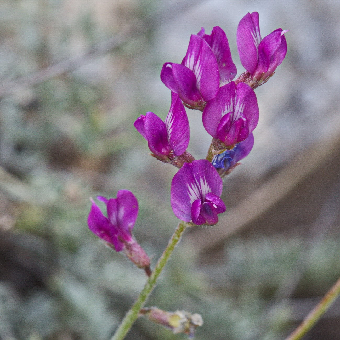 Изображение особи Oxytropis integripetala.