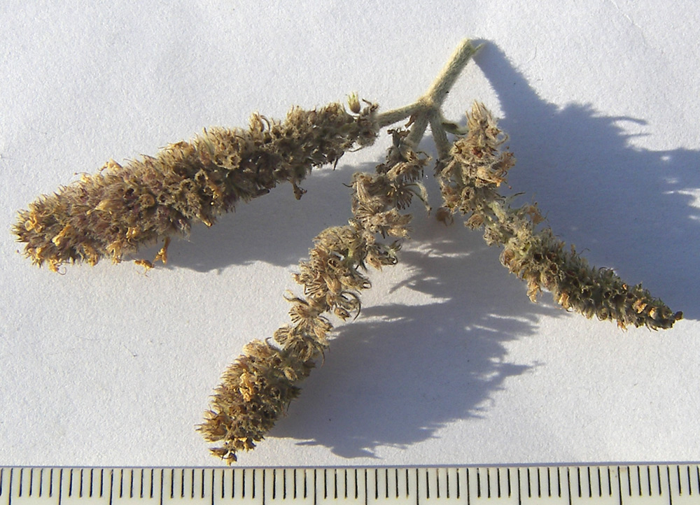 Image of Mentha longifolia specimen.