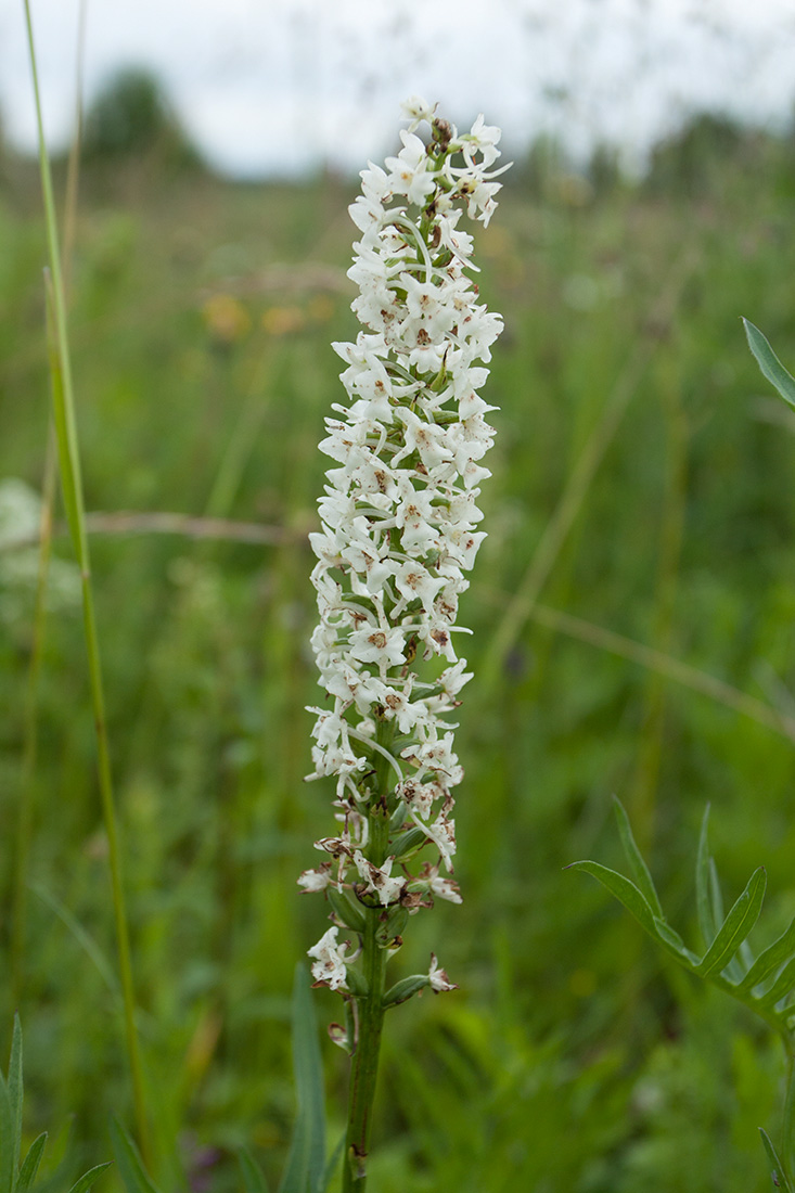 Изображение особи Gymnadenia conopsea.