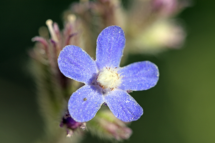 Изображение особи Anchusa azurea.