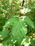 Rubus crataegifolius