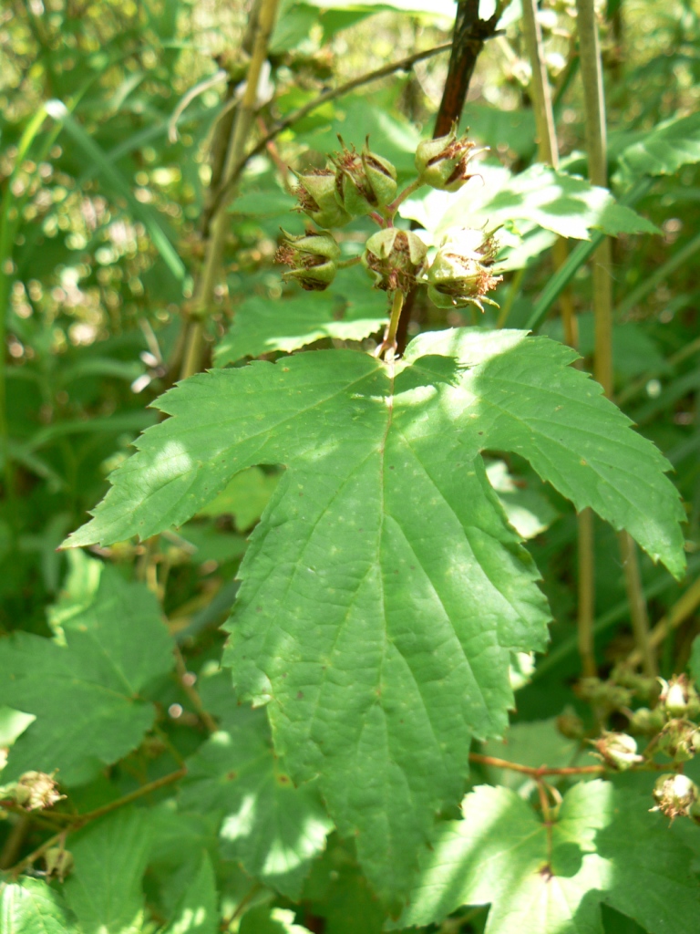 Image of Rubus crataegifolius specimen.