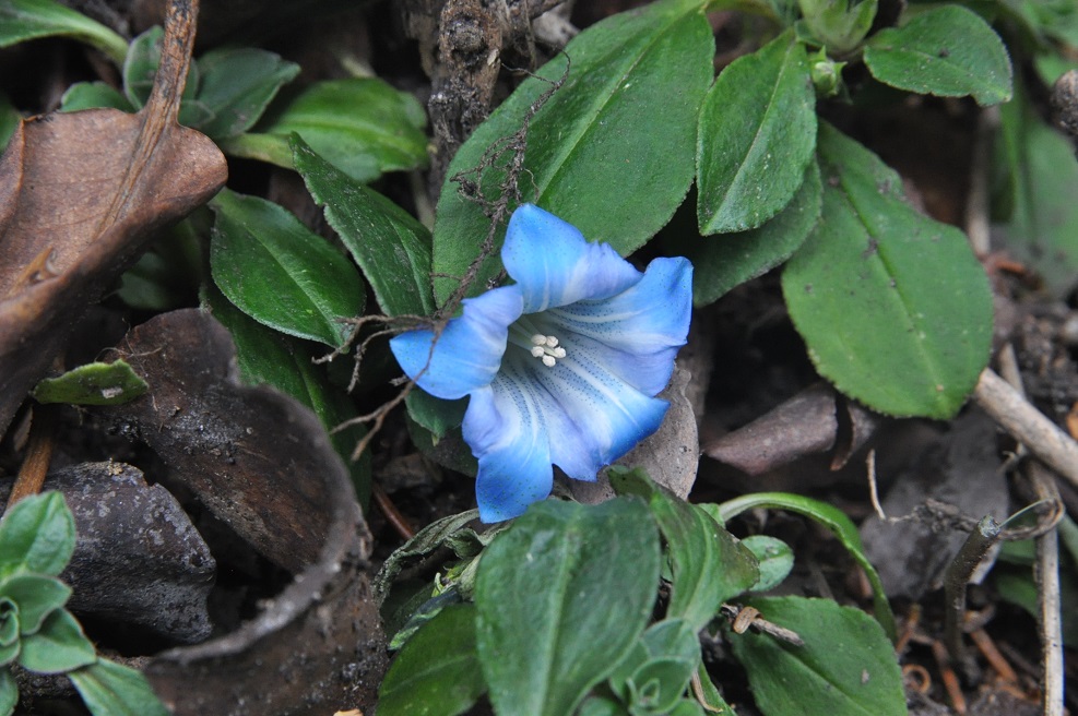 Изображение особи род Gentiana.