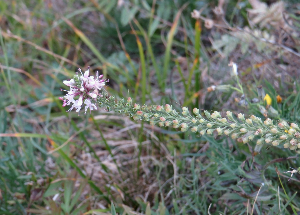 Image of Veronica pinnata specimen.