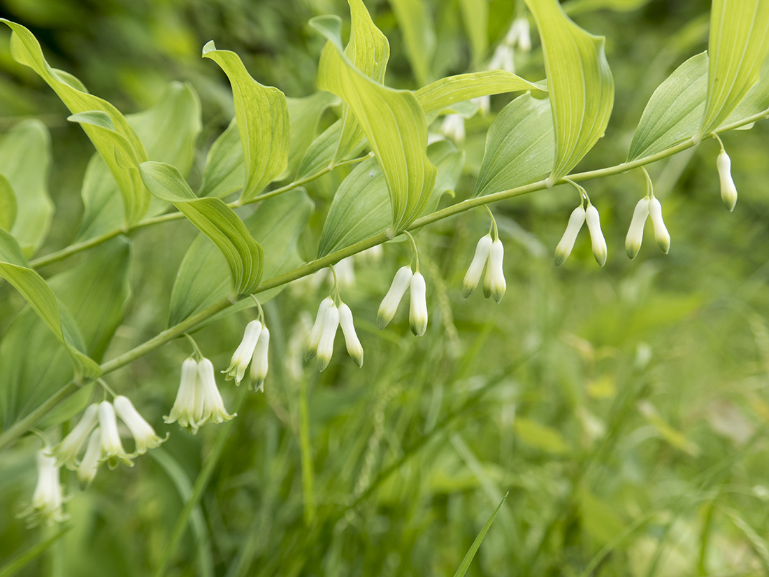 Image of Polygonatum multiflorum specimen.