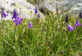 Campanula collina