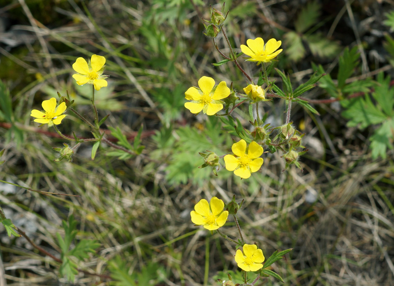 Изображение особи род Potentilla.