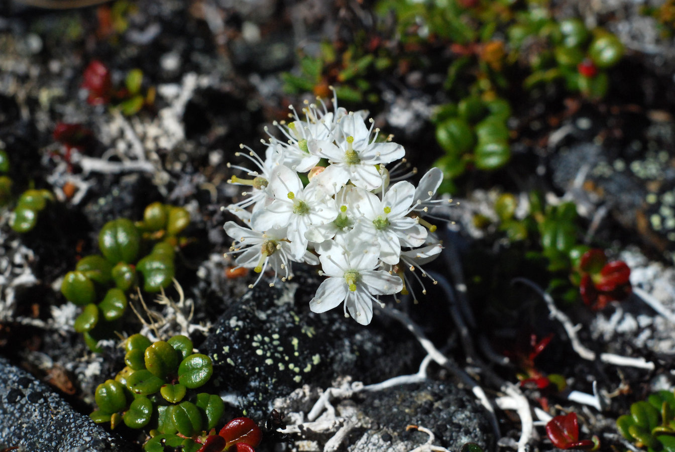 Image of Ledum decumbens specimen.