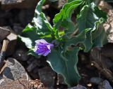 Physochlaina physaloides