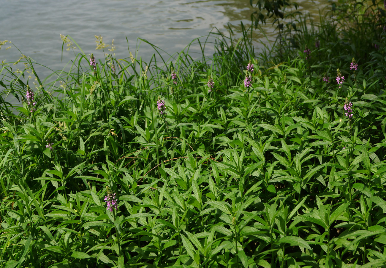 Изображение особи Stachys palustris.