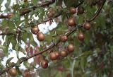 Prunus cerasifera var. pissardii