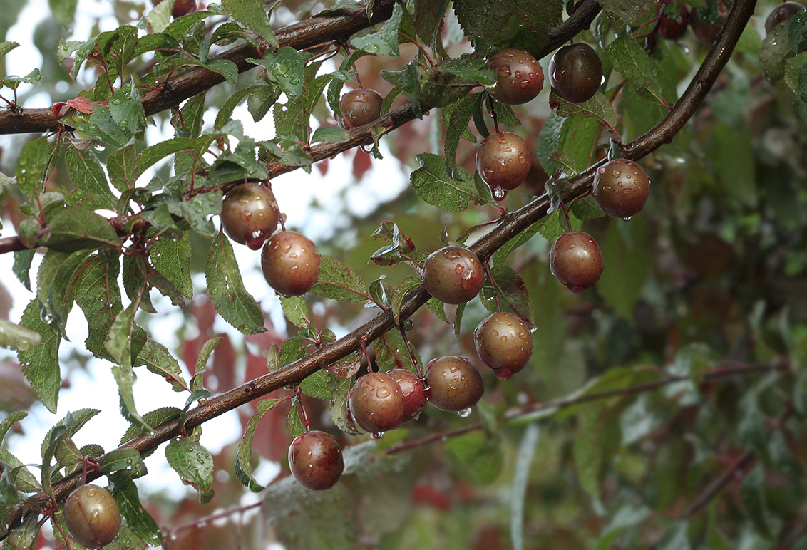 Изображение особи Prunus cerasifera var. pissardii.