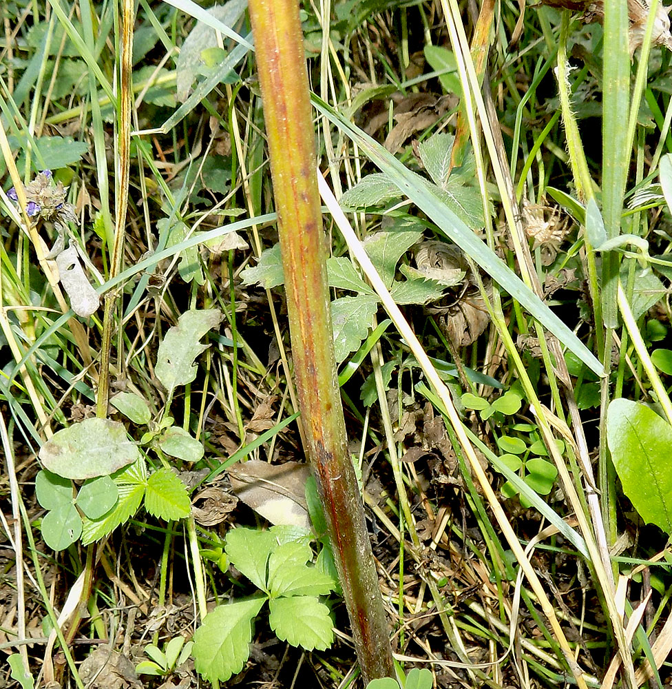 Image of Pteridium tauricum specimen.