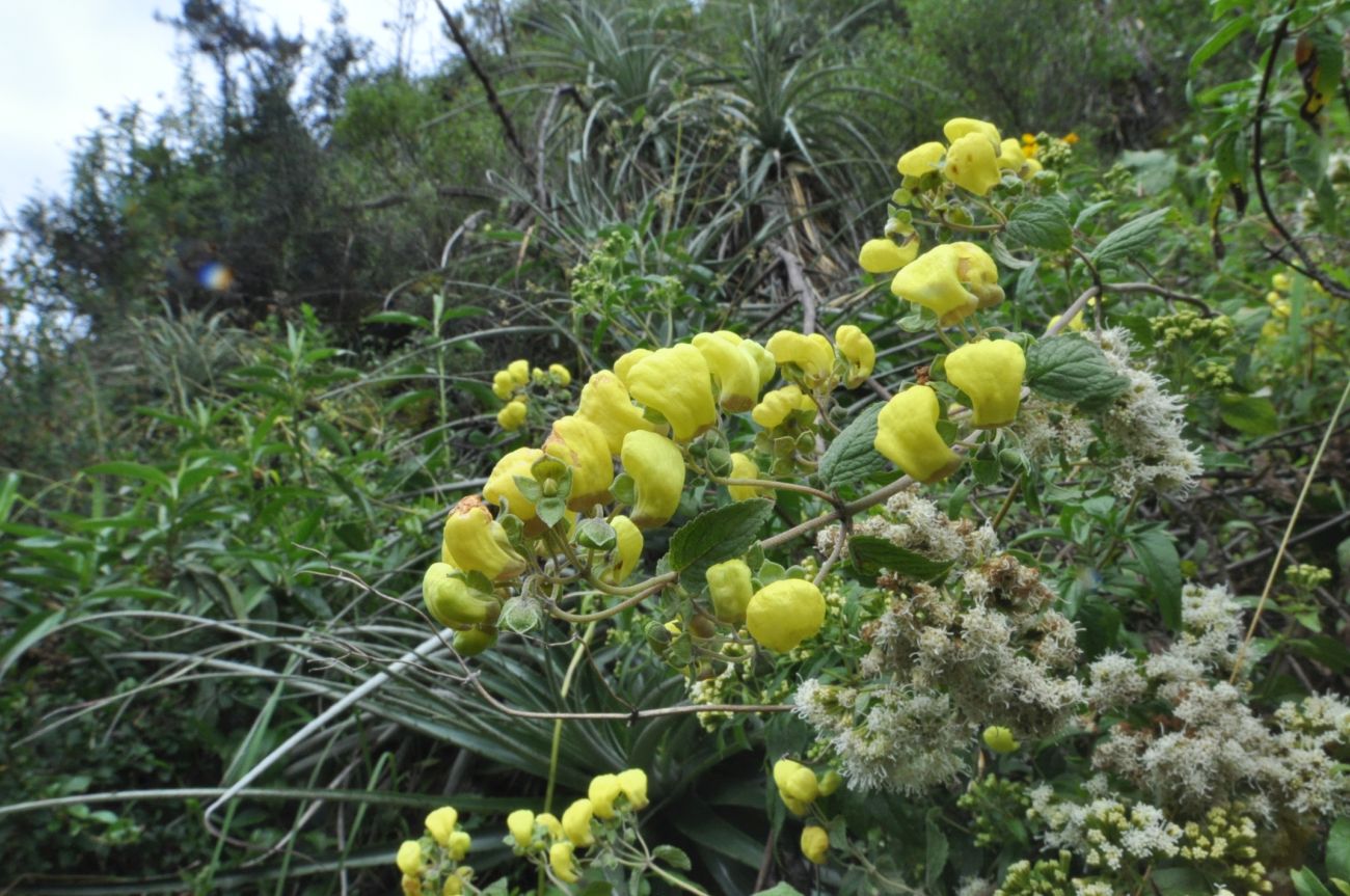 Image of Calceolaria virgata specimen.