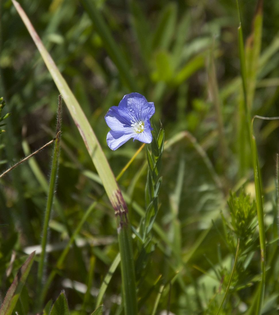 Изображение особи Linum jailicola.