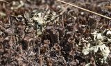 genus Cladonia. Слоевище с подециями в сообществе с (?). Свердловская обл., высокий левый берег р. Исеть ниже дер. Бекленищева (порог Ревун), скалы над порогом. 14 апреля 2018 г.