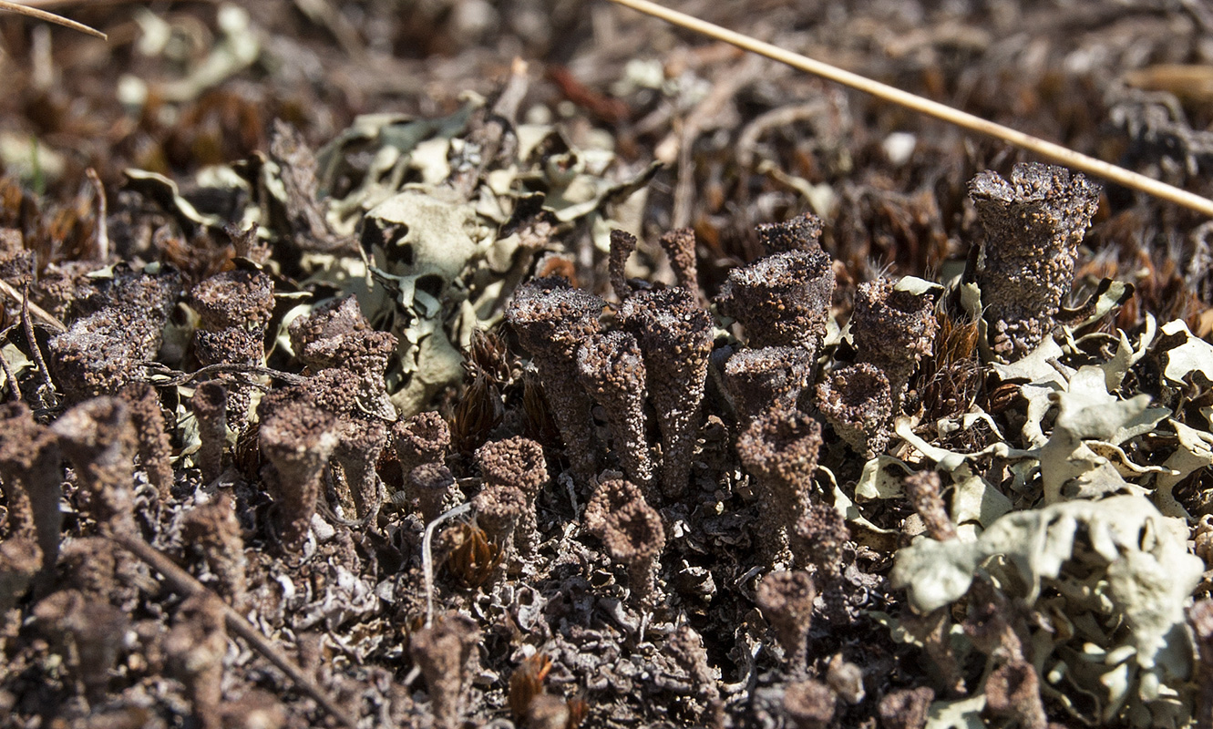 Изображение особи род Cladonia.